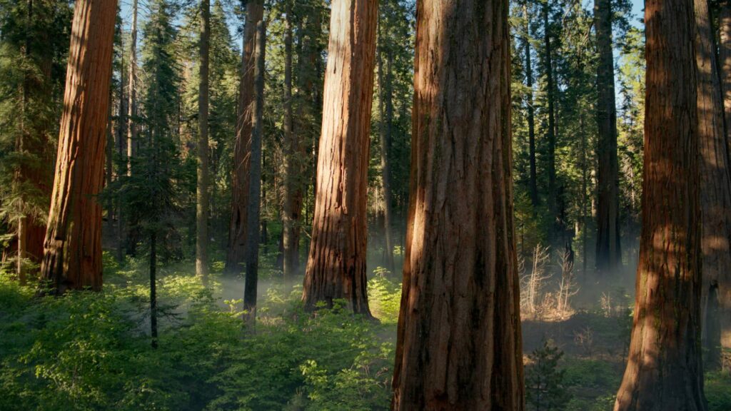 macos-sequoia-beta-5-has-hidden-forest-wallpaper